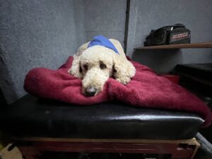 IMG_5351